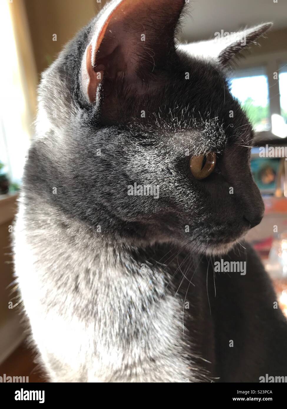Cat in sun Stock Photo