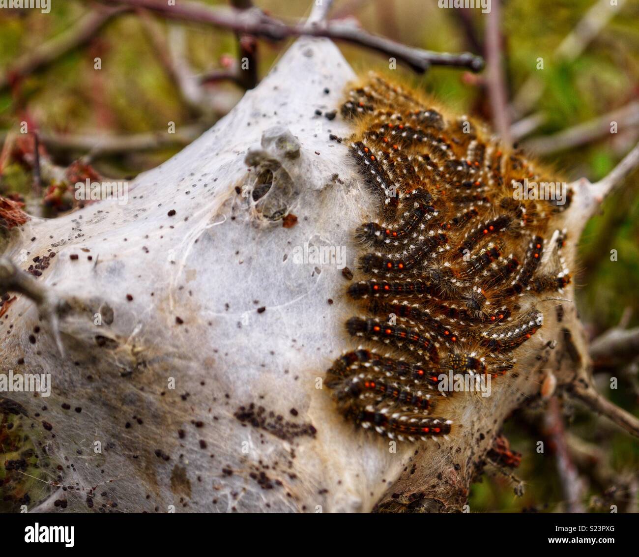 Pictures Of Moth Nests