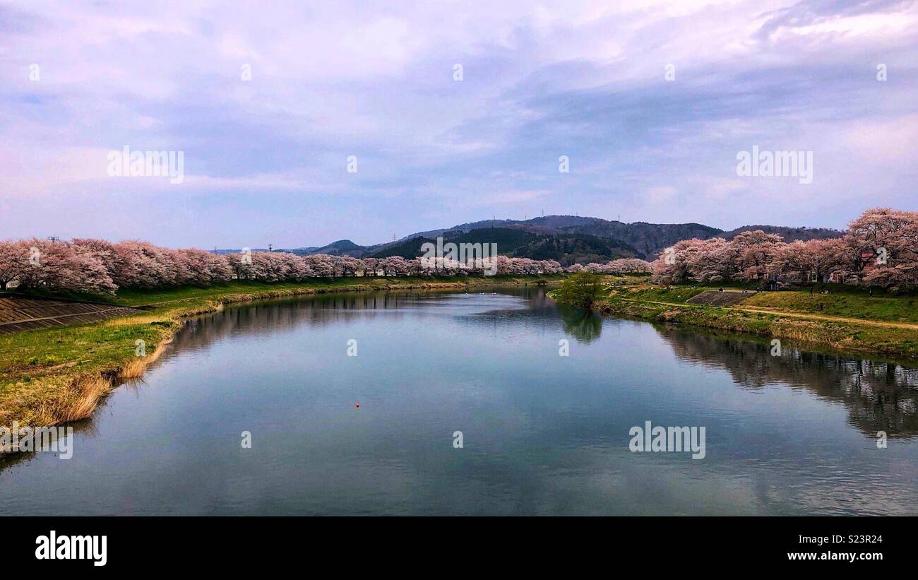 Cherry blossom season in Shibata, Japan. - Smartphone Captured Stock Image