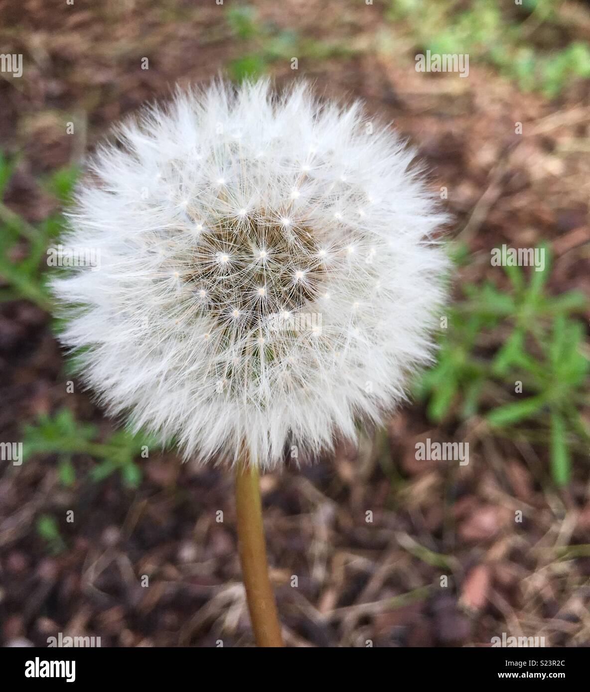 Dandelion seed head in natural environment. Stock Photo