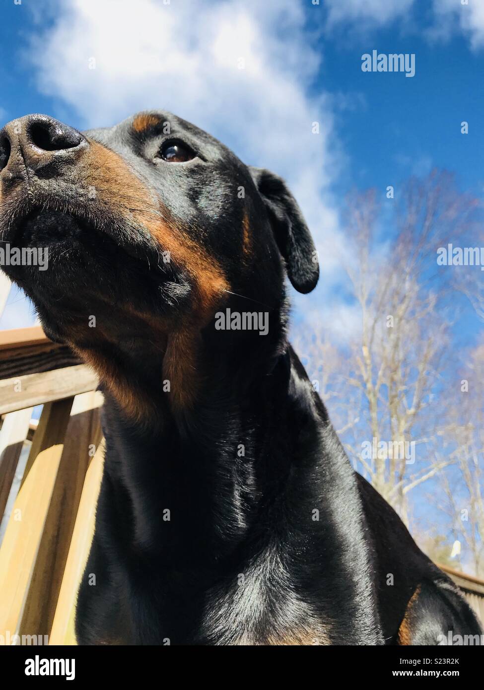 Rottweiler on a sunny day Stock Photo