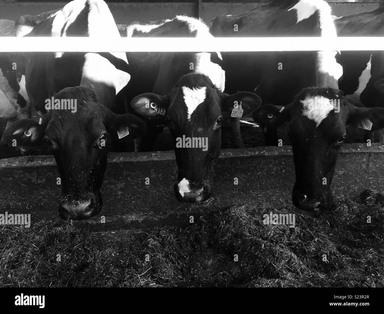 Holsteins cows Black and White Stock Photos & Images - Alamy