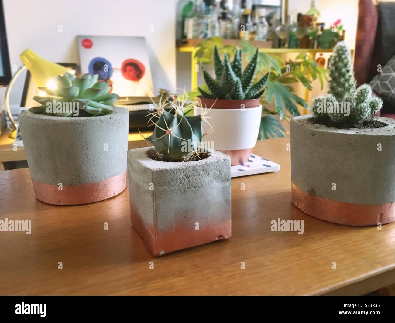 Cacti and succulents in concrete and copper pots Stock Photo Alamy