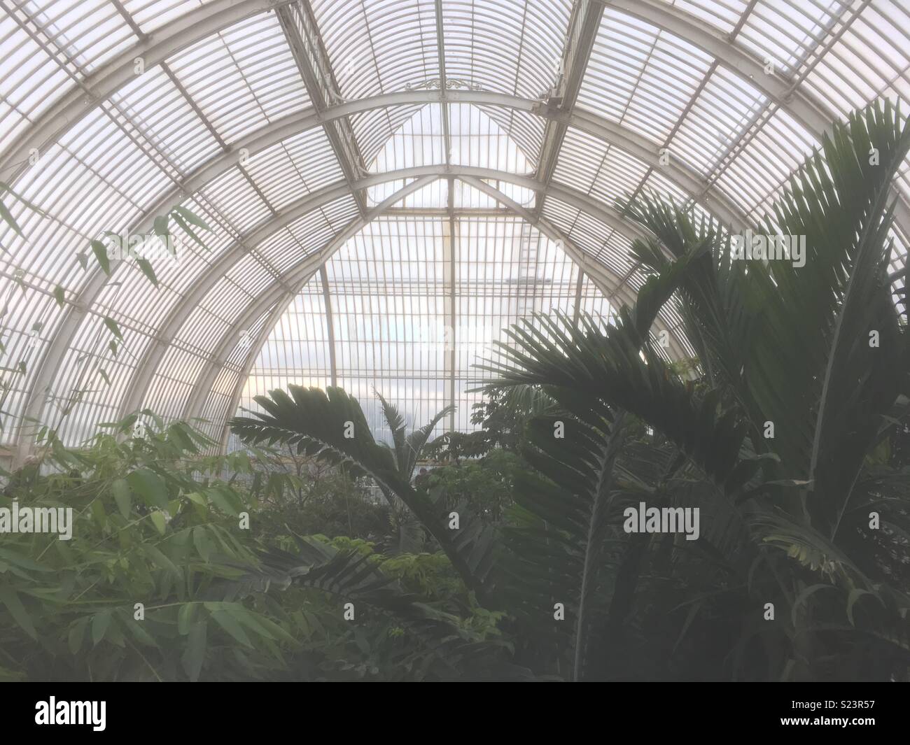 Tropical plants in Victorian glasshouse in Kew Botanical Gardens Stock Photo