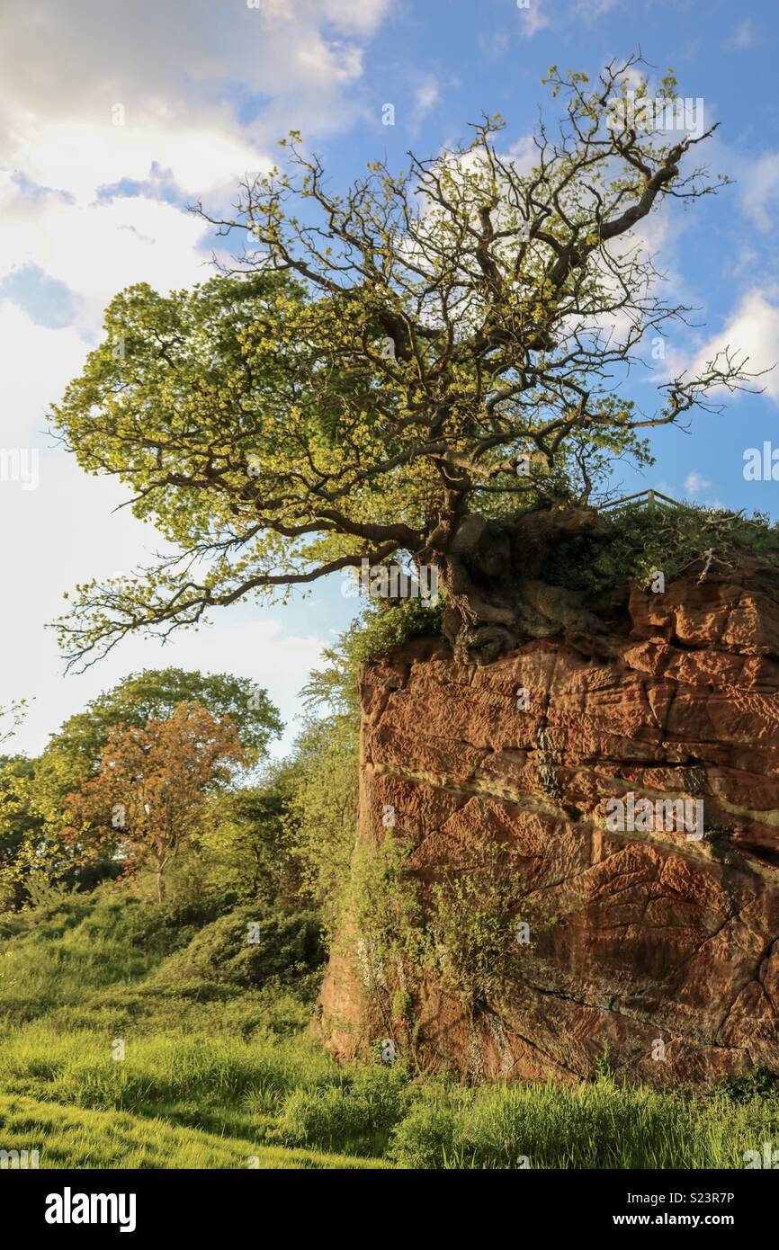 An old tree hanging from a sandstone cliff. Stock Photo