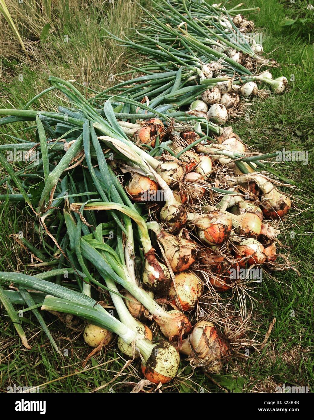 Organic onions hi-res stock photography and images - Alamy