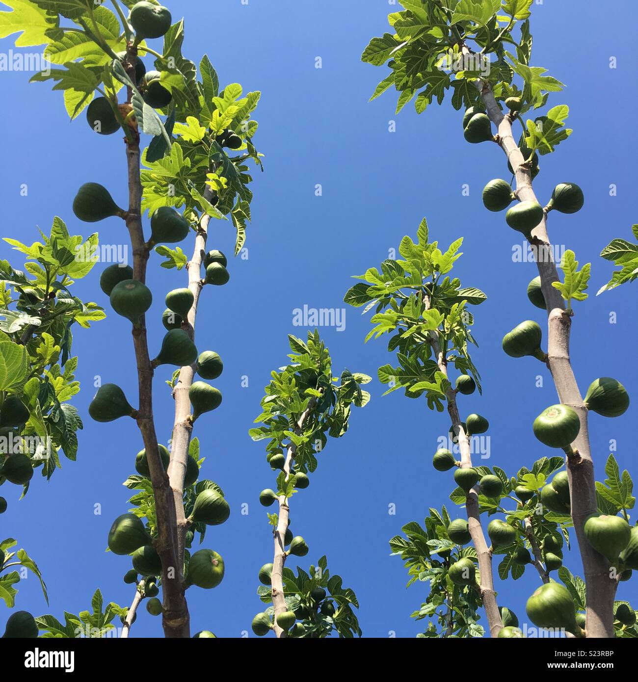 Fig tree blue sky Stock Photo Alamy