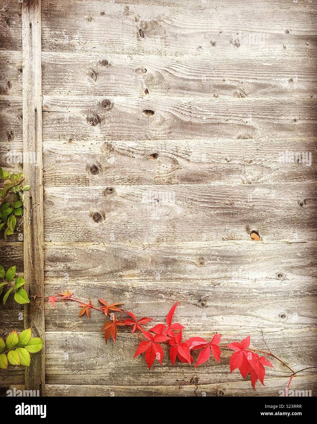 Autumn coloured leaves Stock Photo