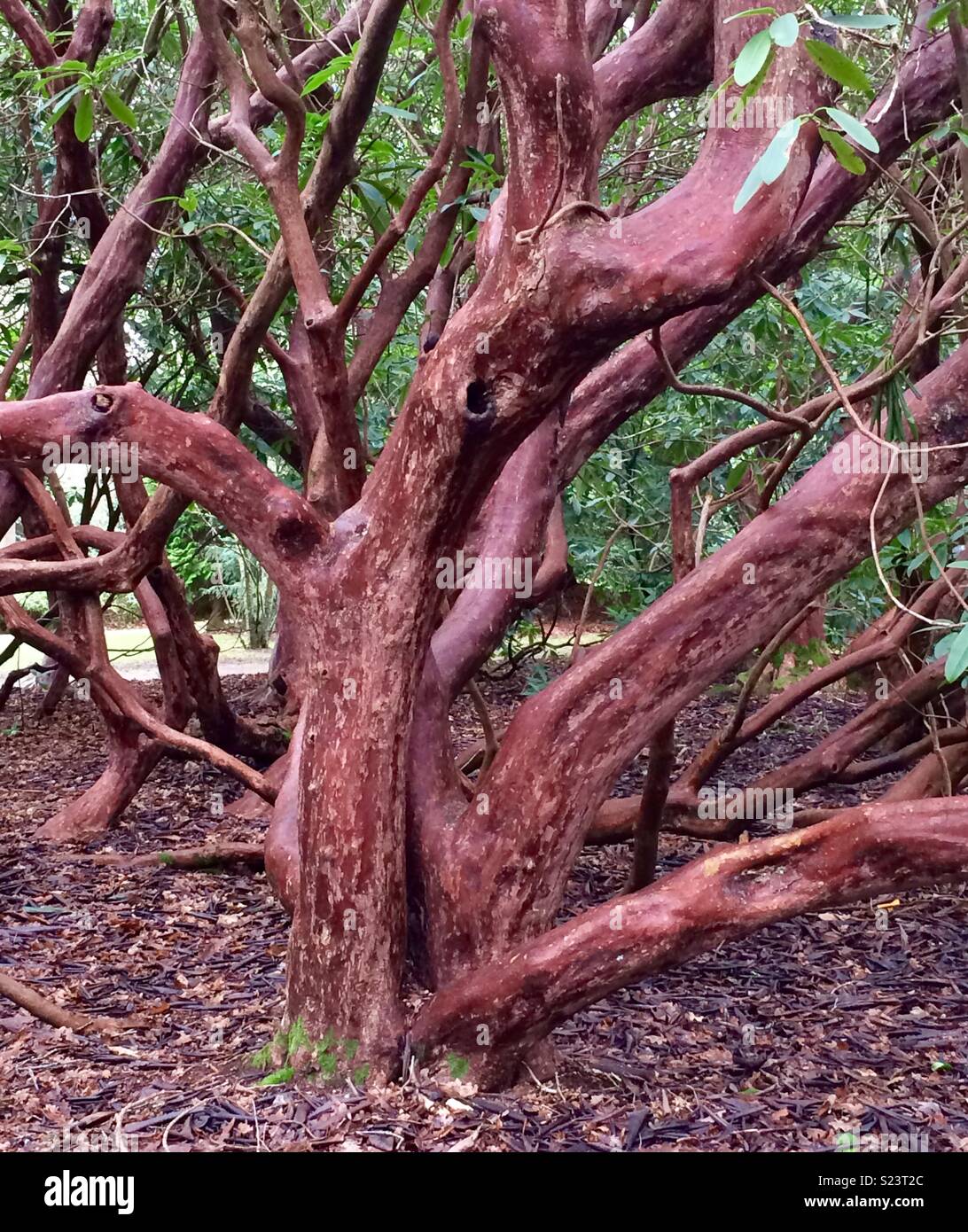 Rhodendron tree hi-res stock photography and images - Alamy