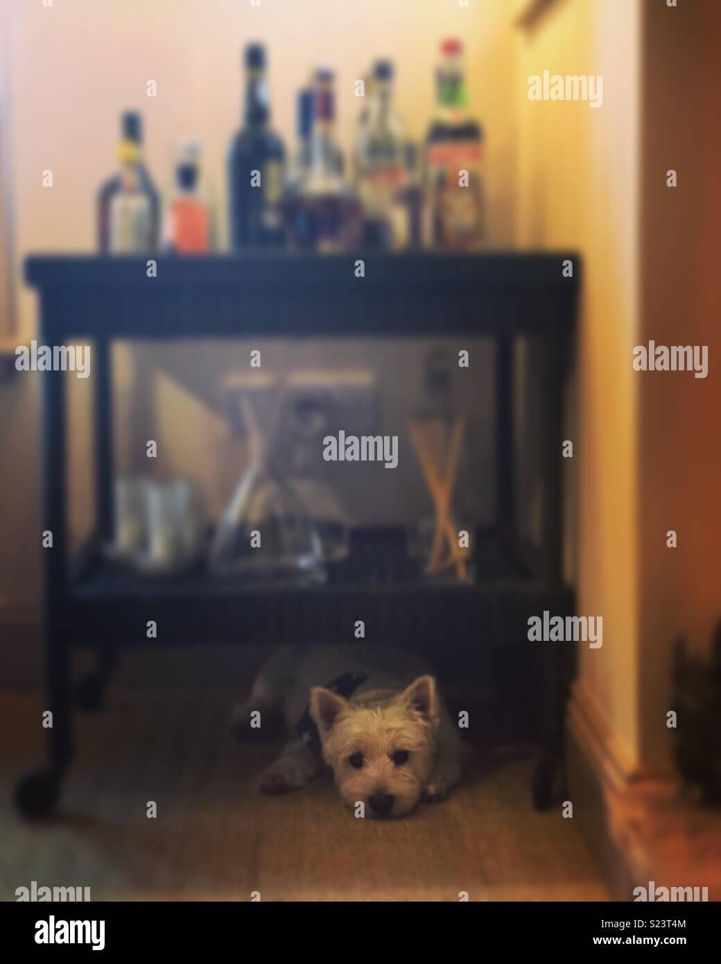 Westie hiding under booze trolley Stock Photo