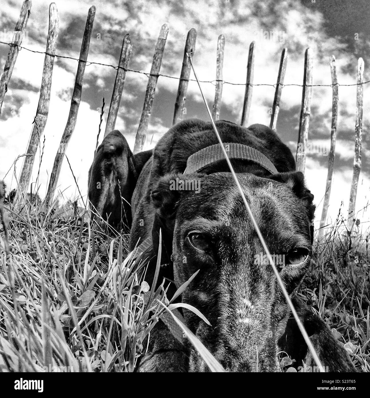 Greyhound sunbathing Stock Photo Alamy