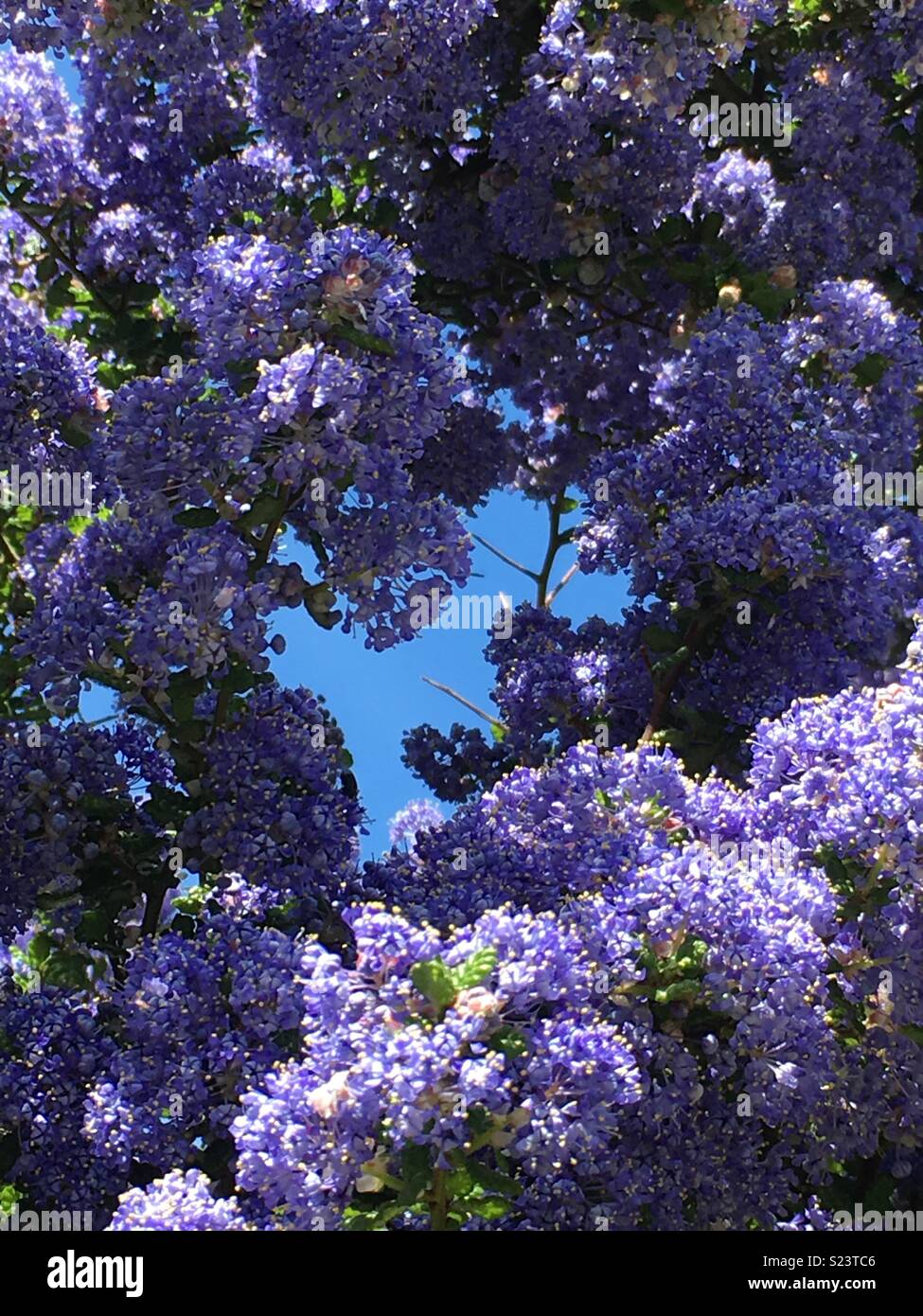 Ceanothus in bloom Stock Photo