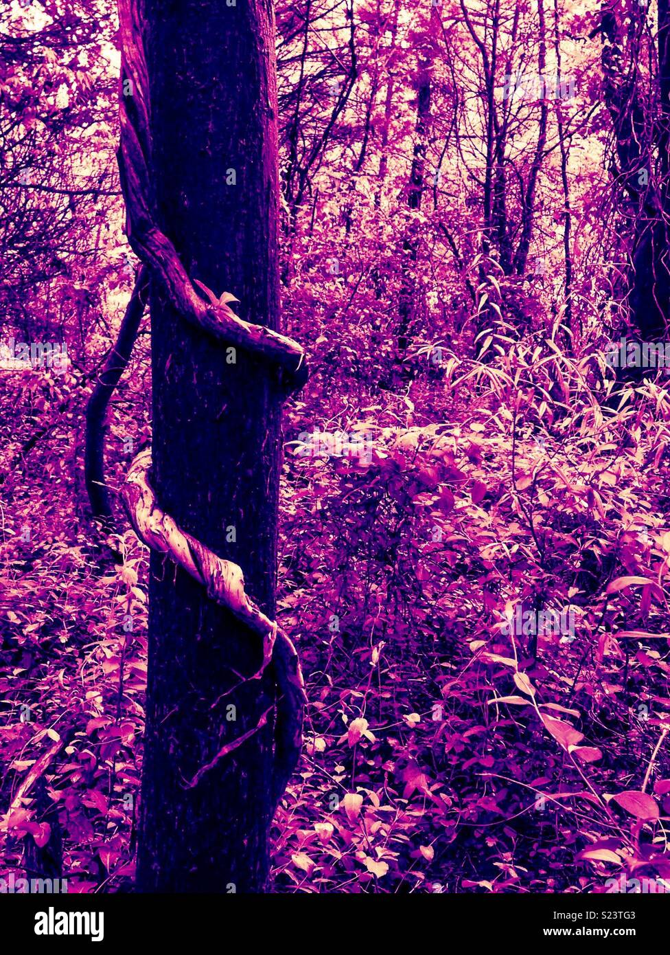Thick honeysuckle vines entwine tree in North Carolina woods- purple hues - Smartphone Captured Stock Image
