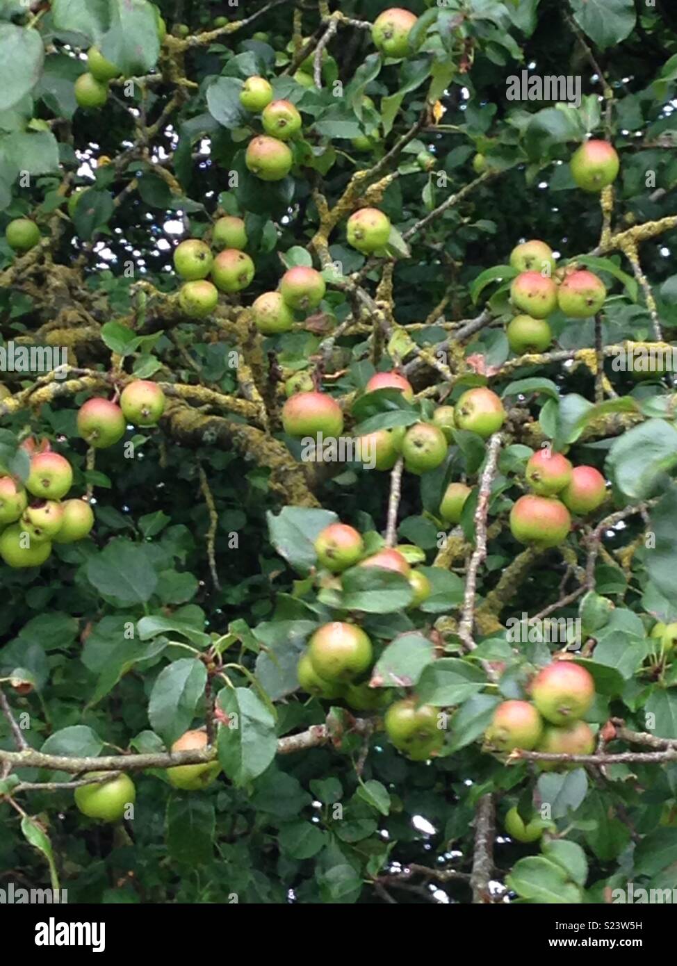 Crab apple tree Stock Photo Alamy