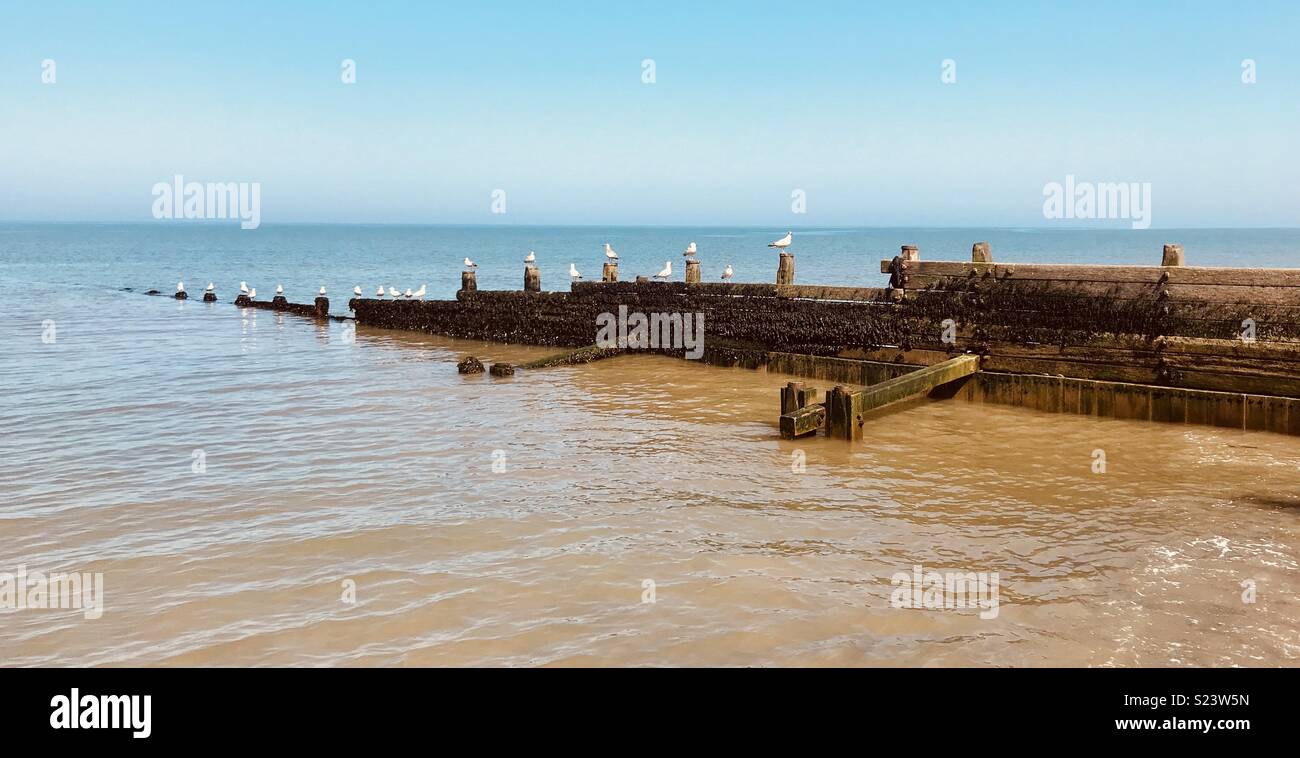Wooden tide breaker with seagulls. Stock Photo