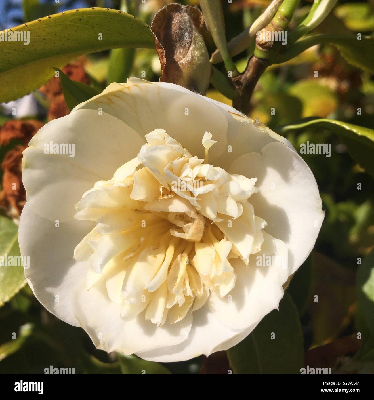White camellia hi-res stock photography and images - Alamy