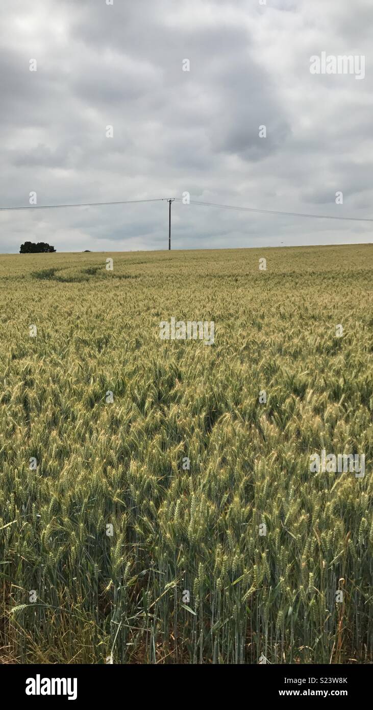 Wheat field. Stock Photo