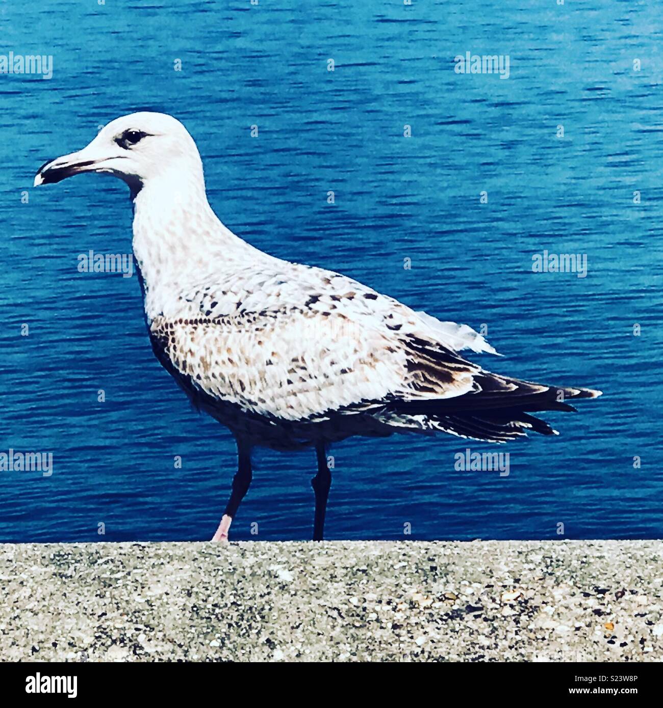 Seagull on wall by the sea. Stock Photo