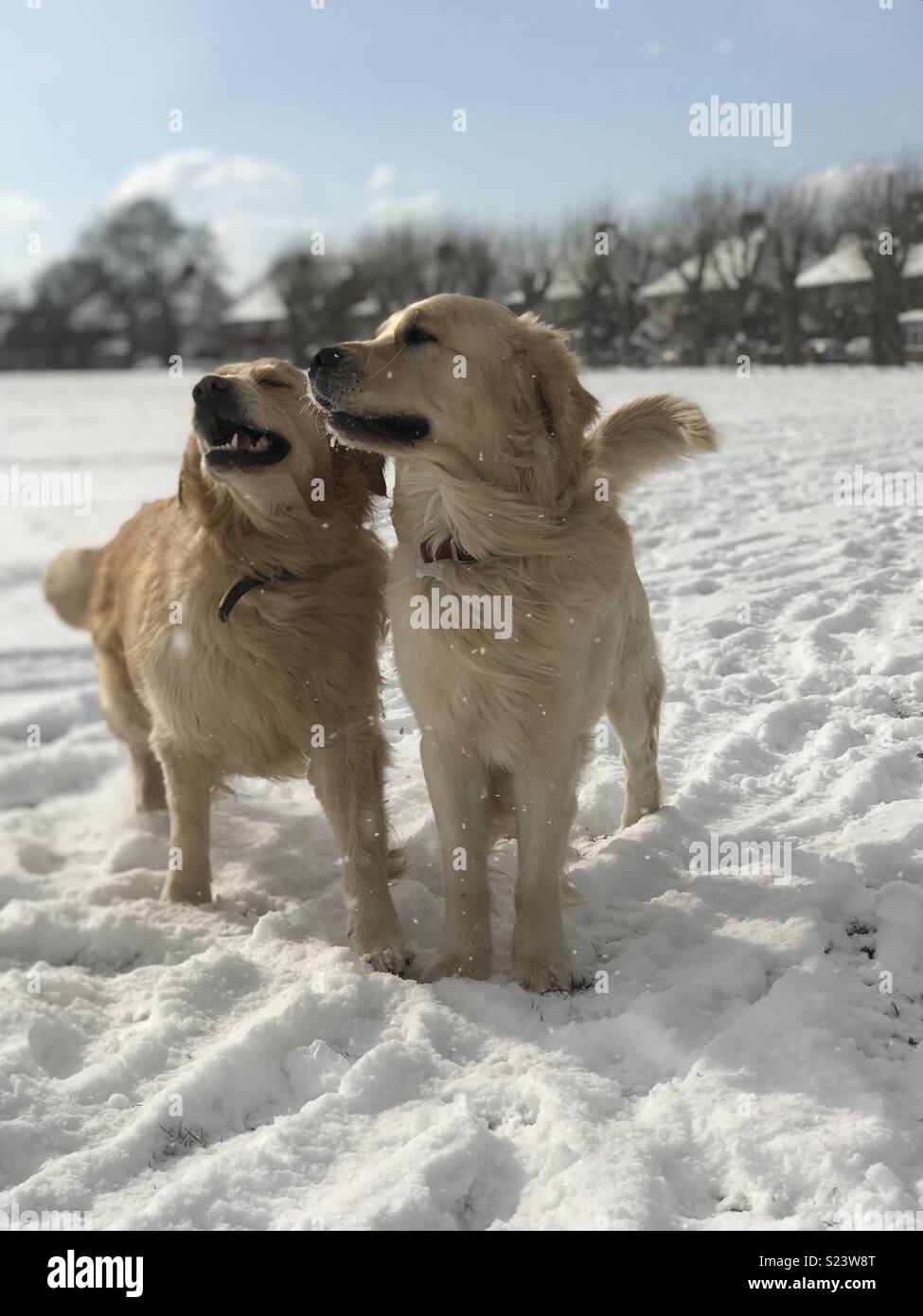 Golden retrievers in the snow Stock Photo