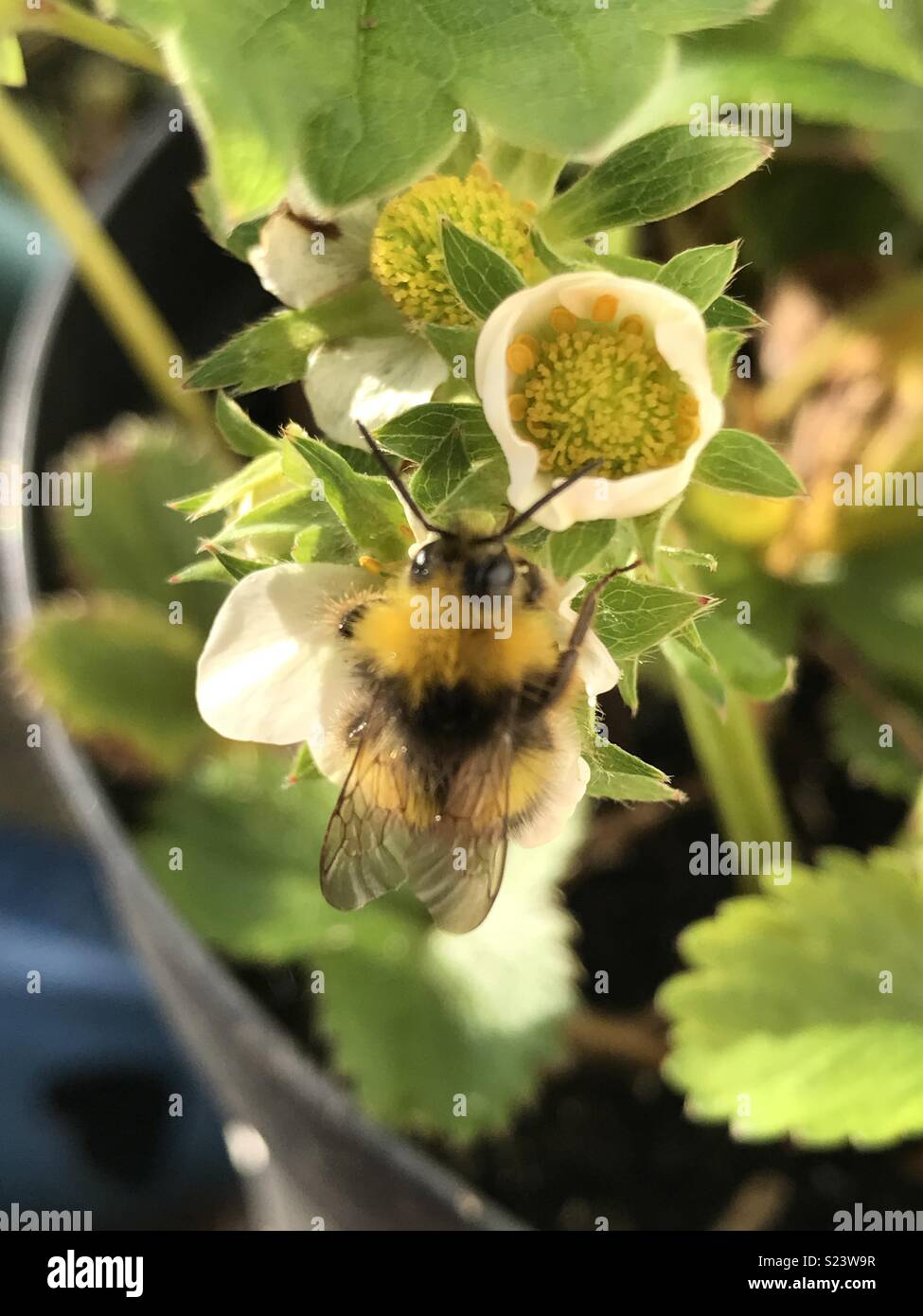 Bee on plant. Stock Photo