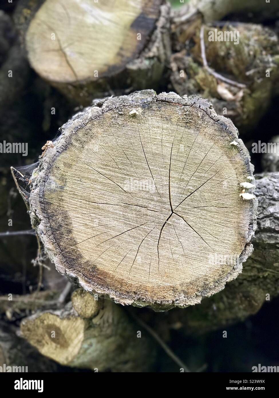 Log of wood Stock Photo Alamy