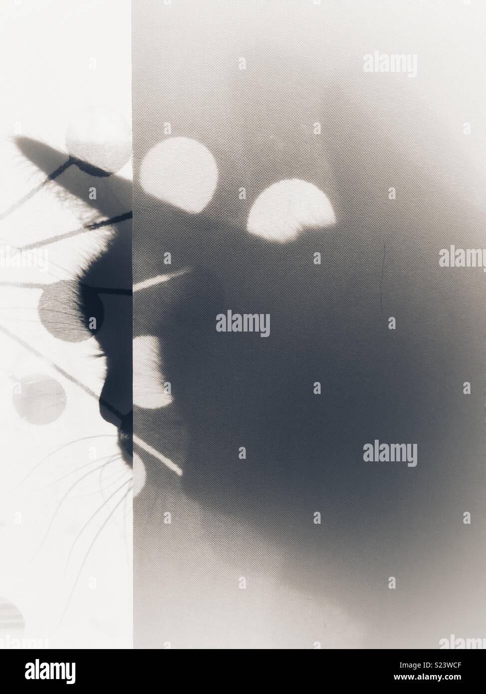 Silhouette of cat behind curtain panels in sunny window creating fragmented impression. - Smartphone Captured Stock Image