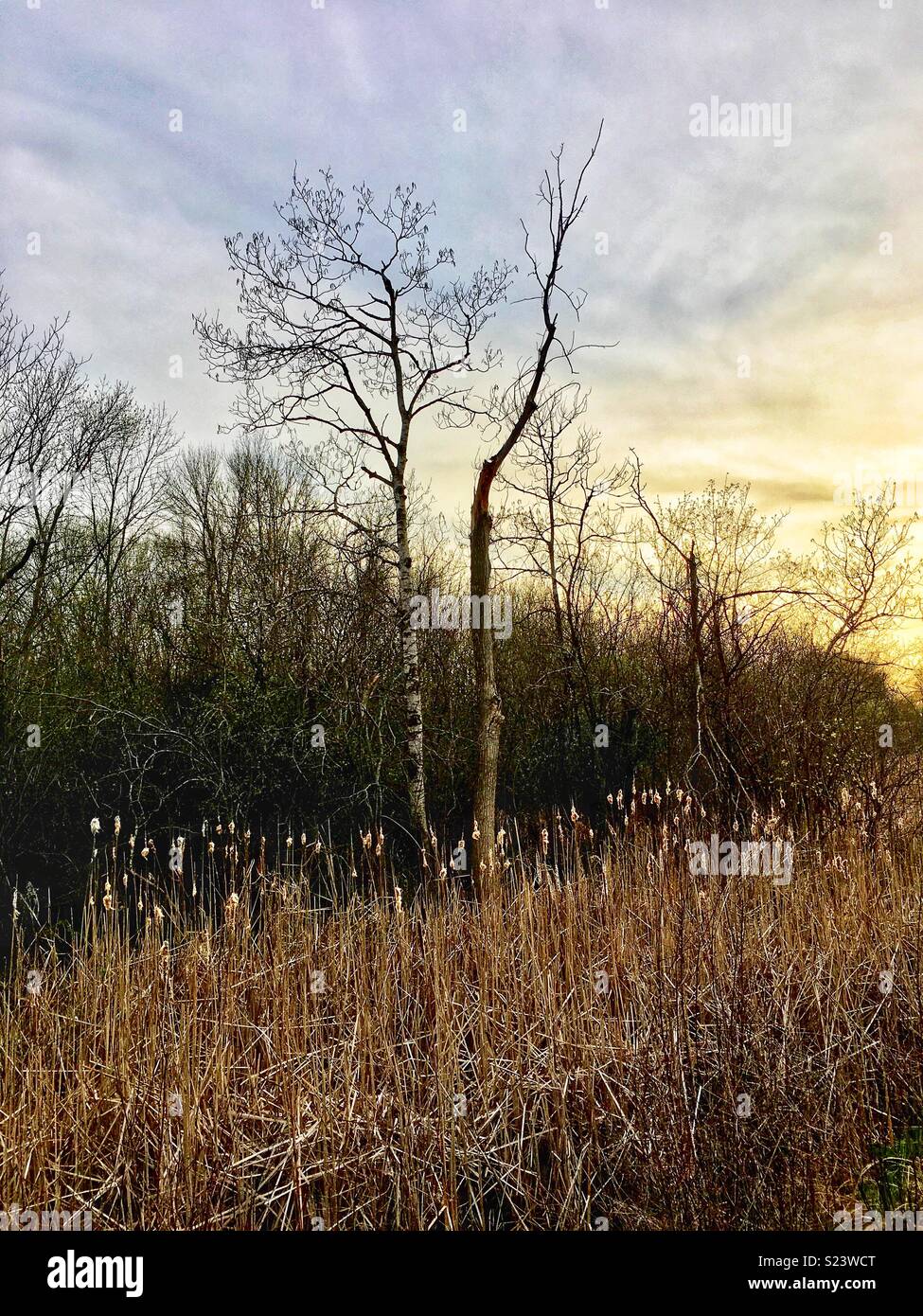 Birch tree in marshland at twilight - Smartphone Captured Stock Image