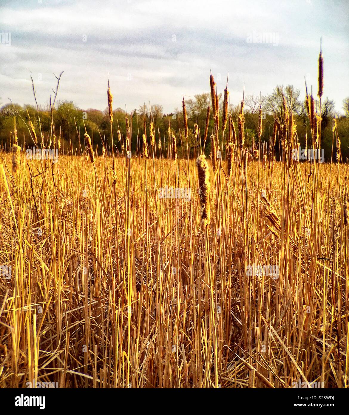 Marshland and cattails - Smartphone Captured Stock Image