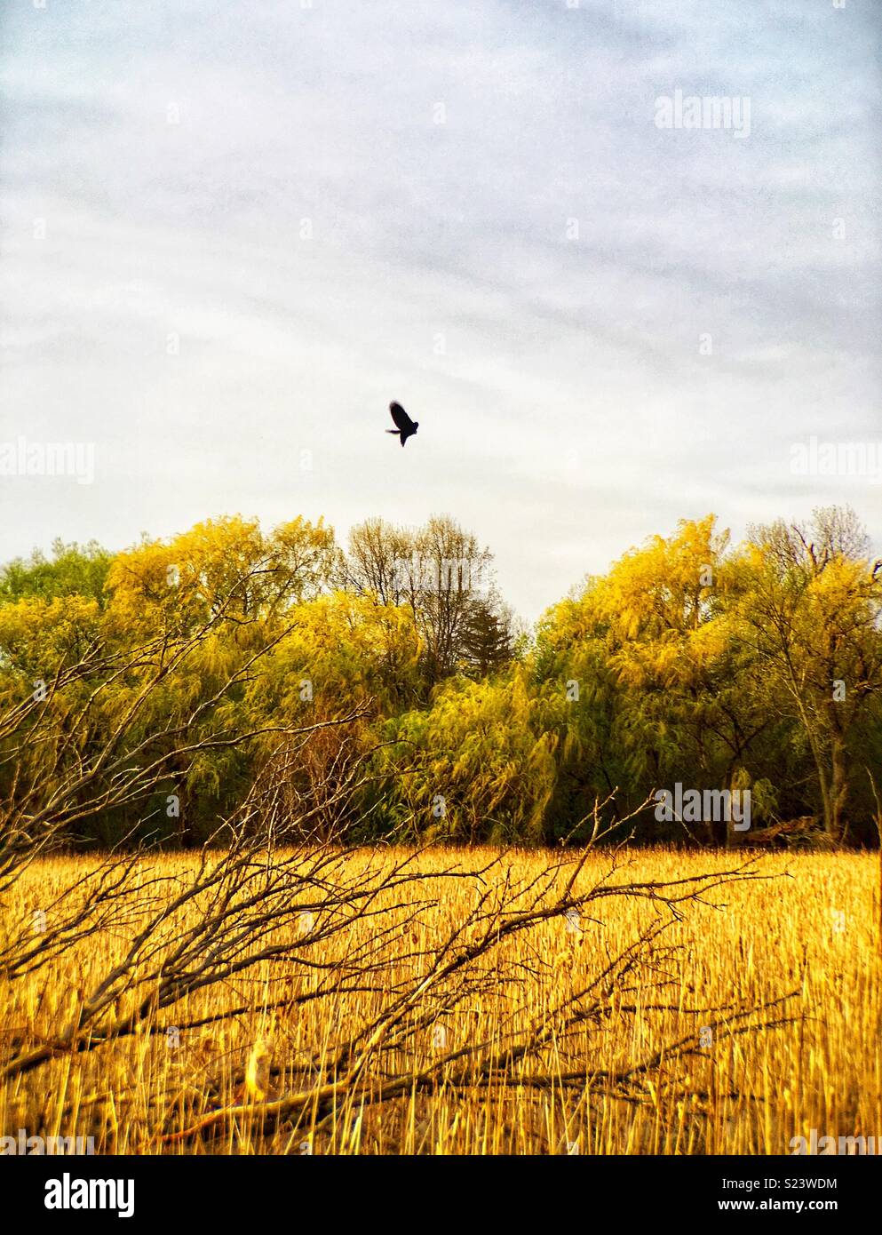 Black bird flying over marshland - Smartphone Captured Stock Image