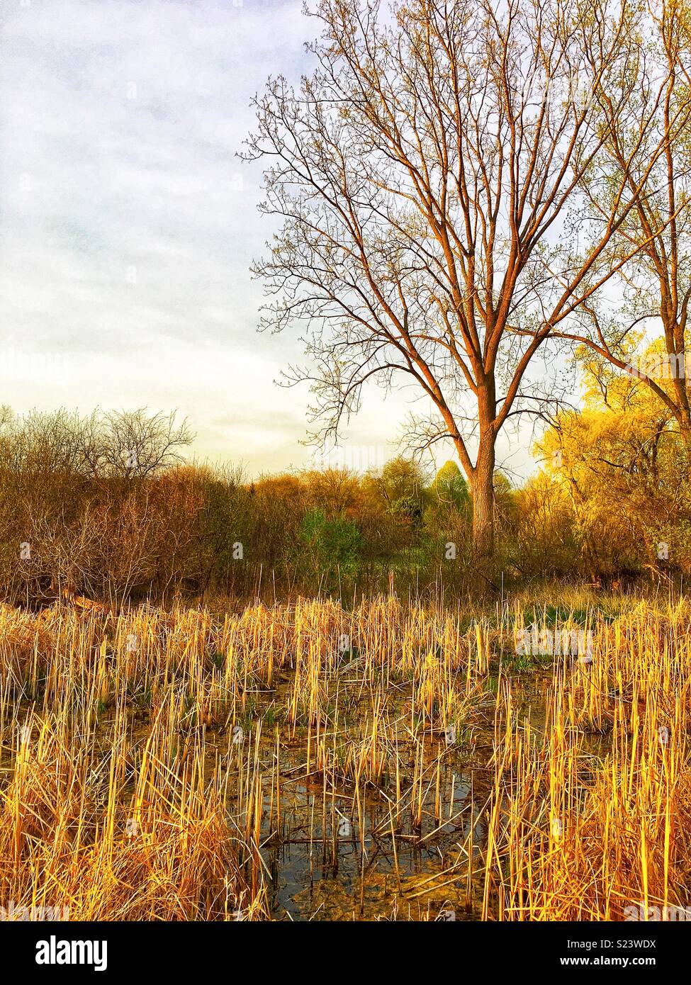 Marshland with deciduous trees - Smartphone Captured Stock Image