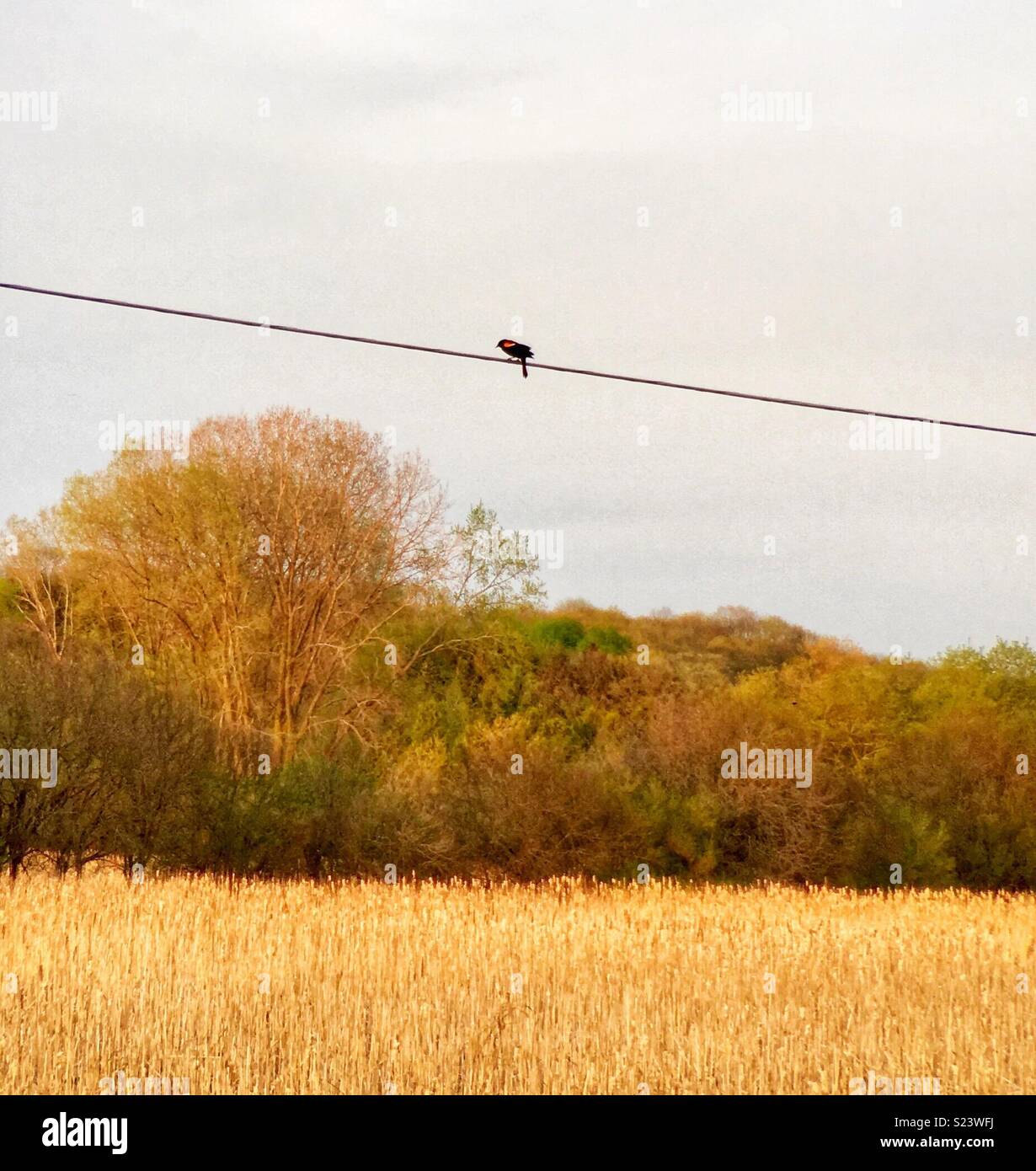 Red-winged blackbird on electrical wire in marshland - Smartphone Captured Stock Image