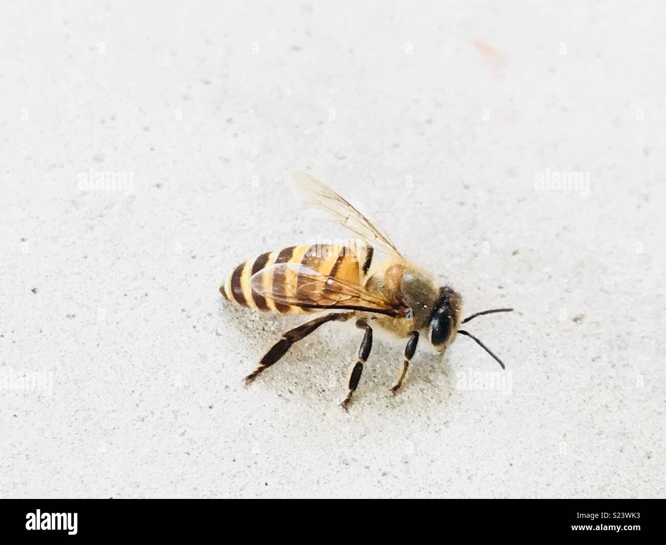 Close up of a bee Stock Photo