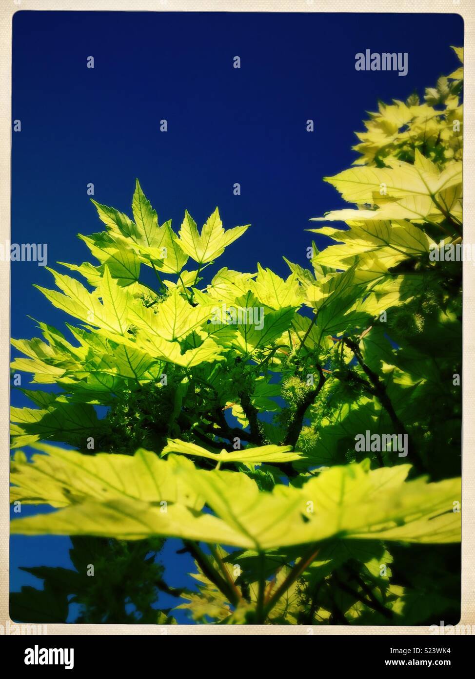 Bright green leaves against a deep blue sky. - Smartphone Captured Stock Image