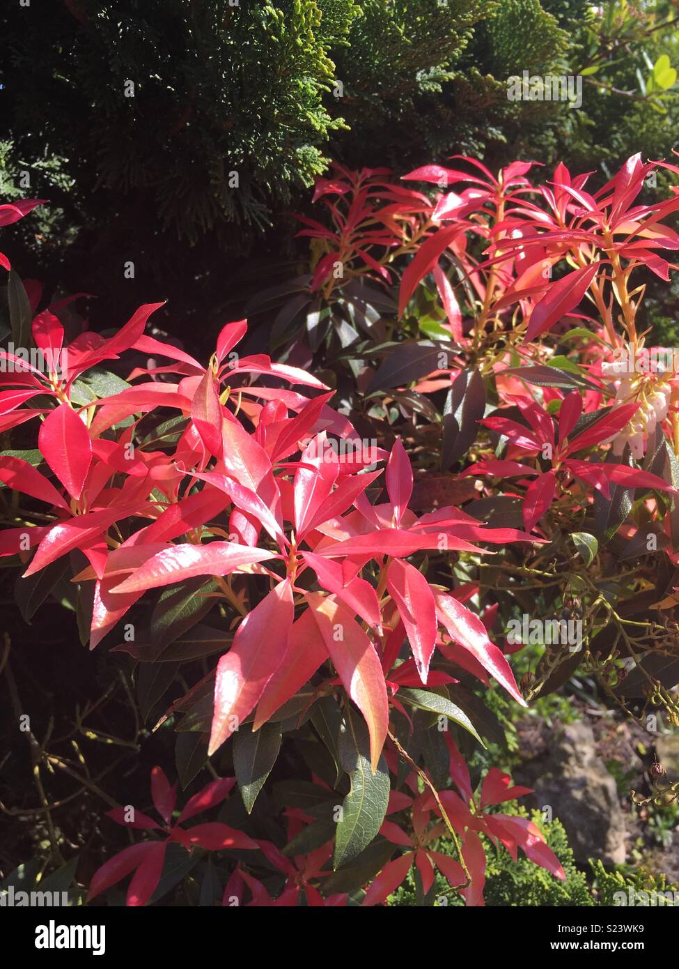Red leaves of a pieris shrub Stock Photo