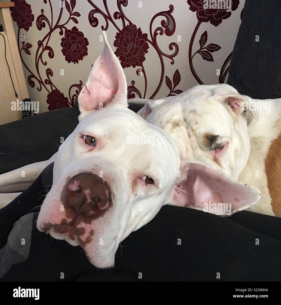 Cheers to life hires stock photography and images Alamy