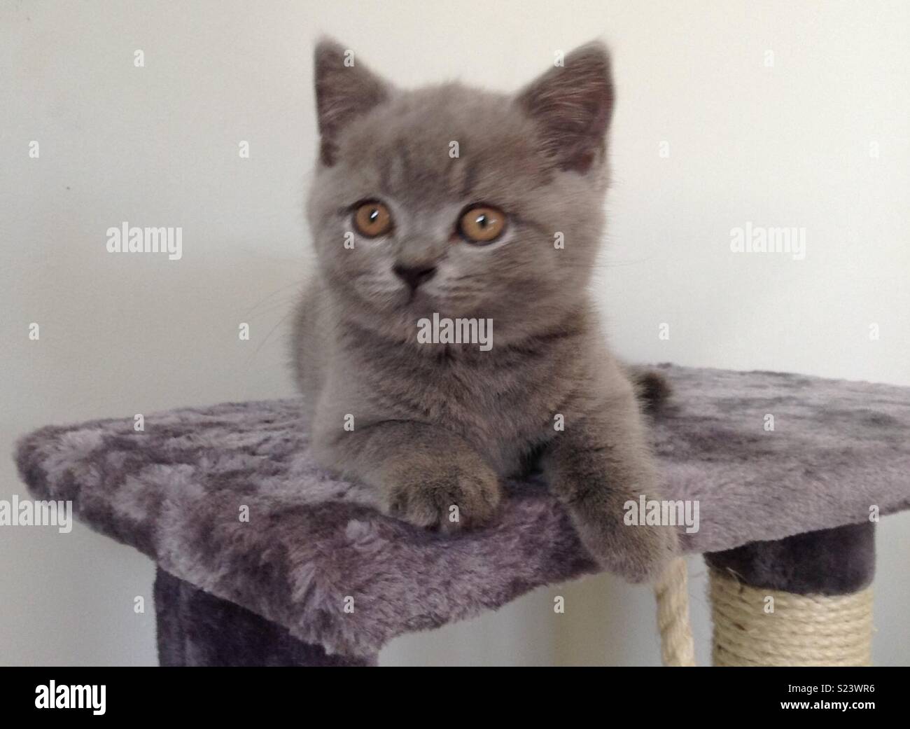 British Shorthaired Blue Kitten Stock Photo Alamy