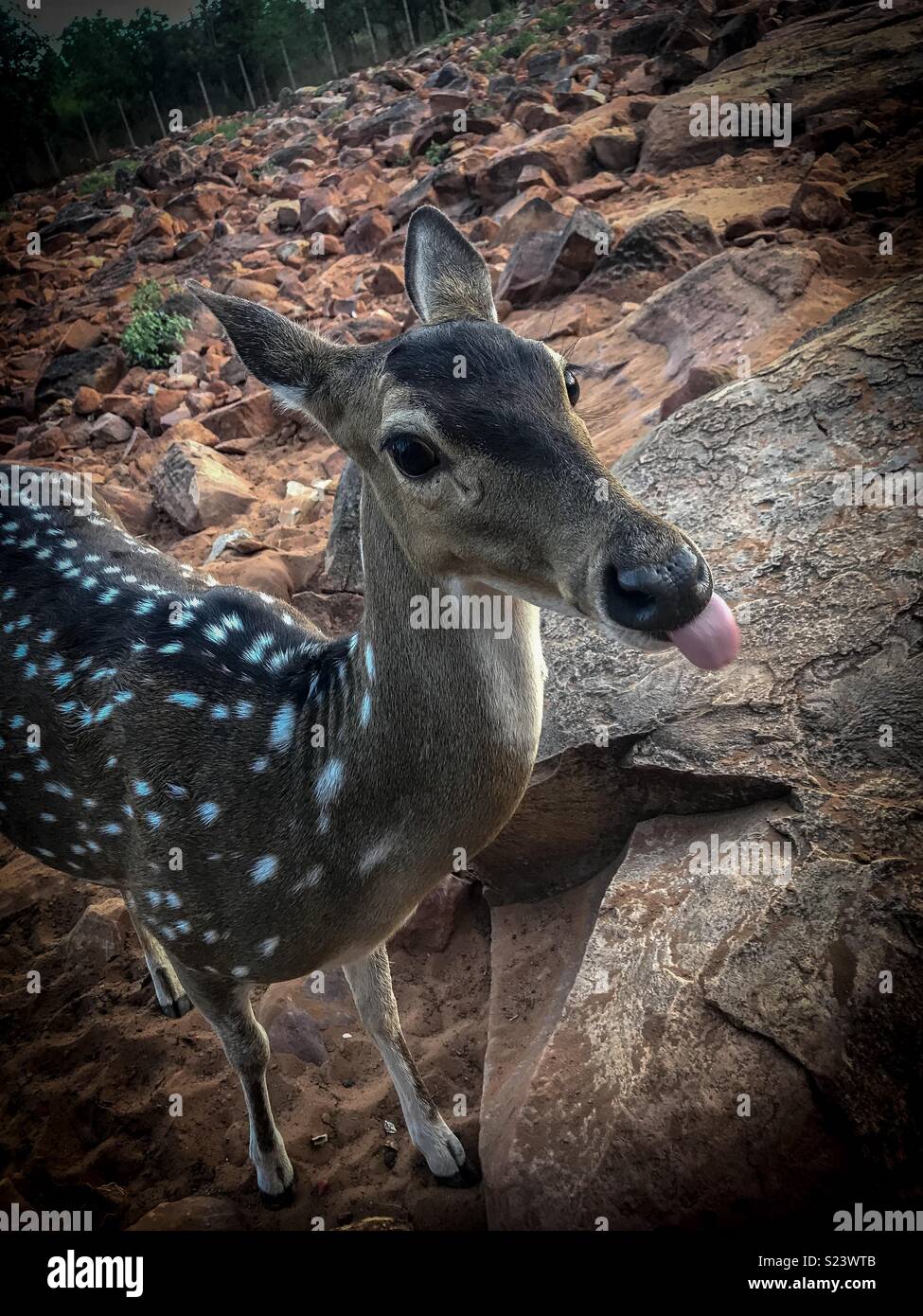Tongue out deer Stock Photo