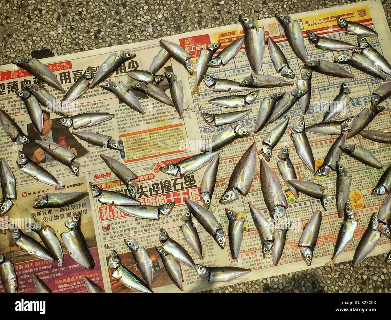 Small fish, newly caught and cleaned, laid out on newspaper to dry at Central Public Pier 9, Hong Kong Island - Smartphone Captured Stock Image