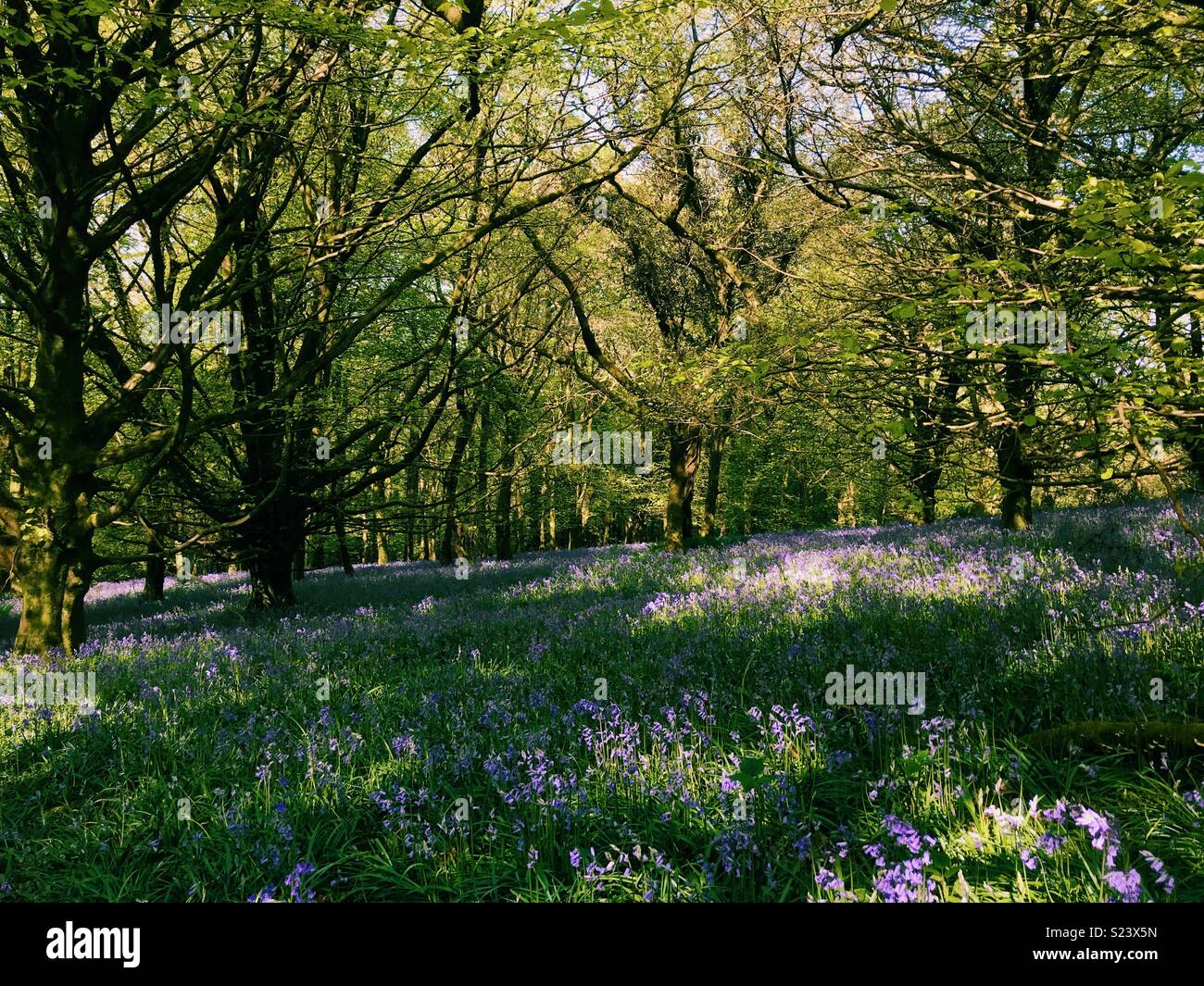 A carpet of bluebells under the canopy of trees. Stock Photo