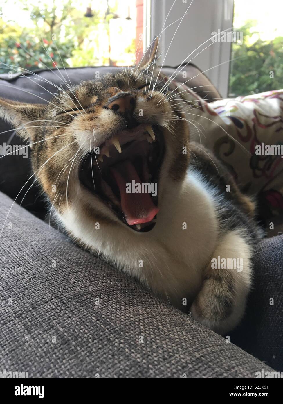 Cat scream hires stock photography and images Alamy