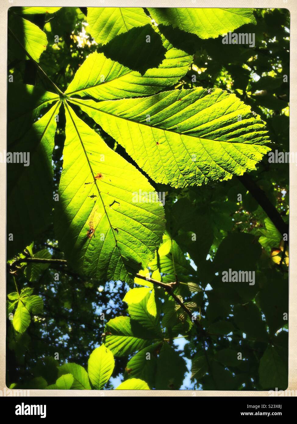 Horse Chestnut leaves lit from behind. - Smartphone Captured Stock Image