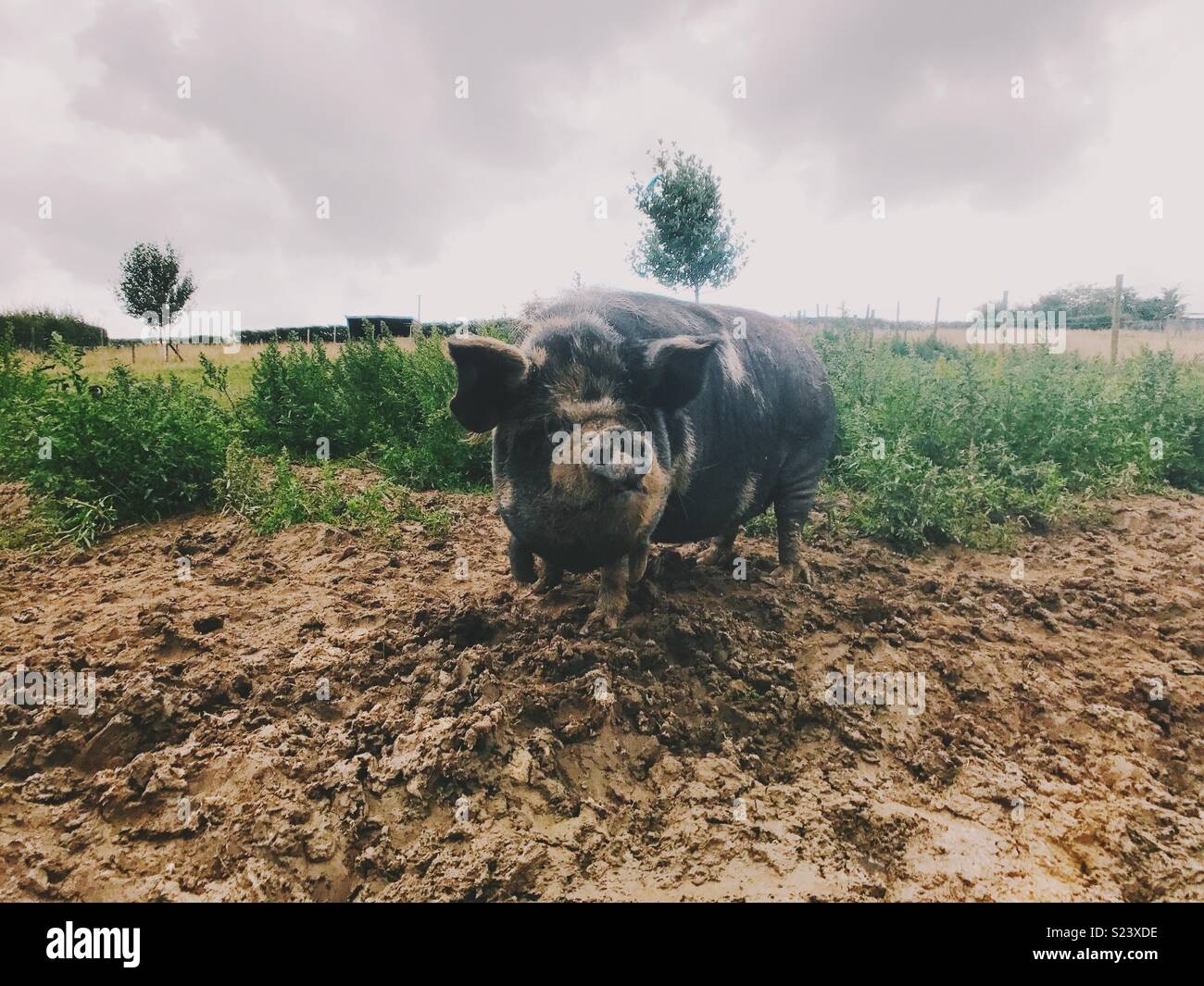 A large pig stomping around in the mud. Stock Photo