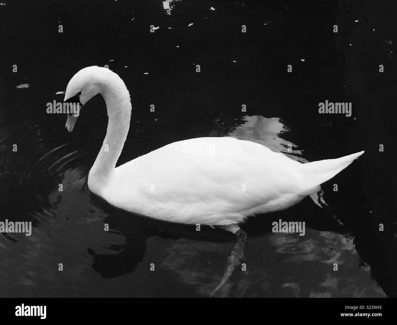 Swan in black and white Stock Photo Alamy