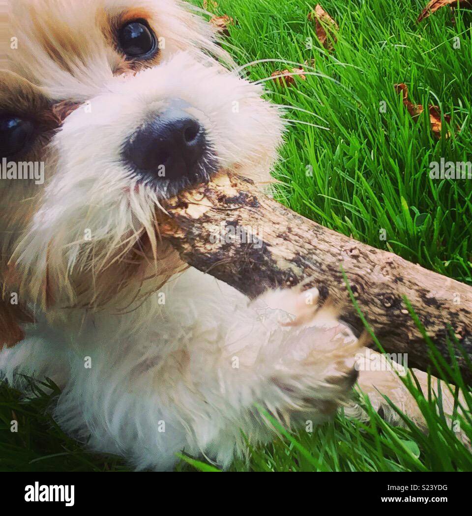 Dog with stick Stock Photo Alamy