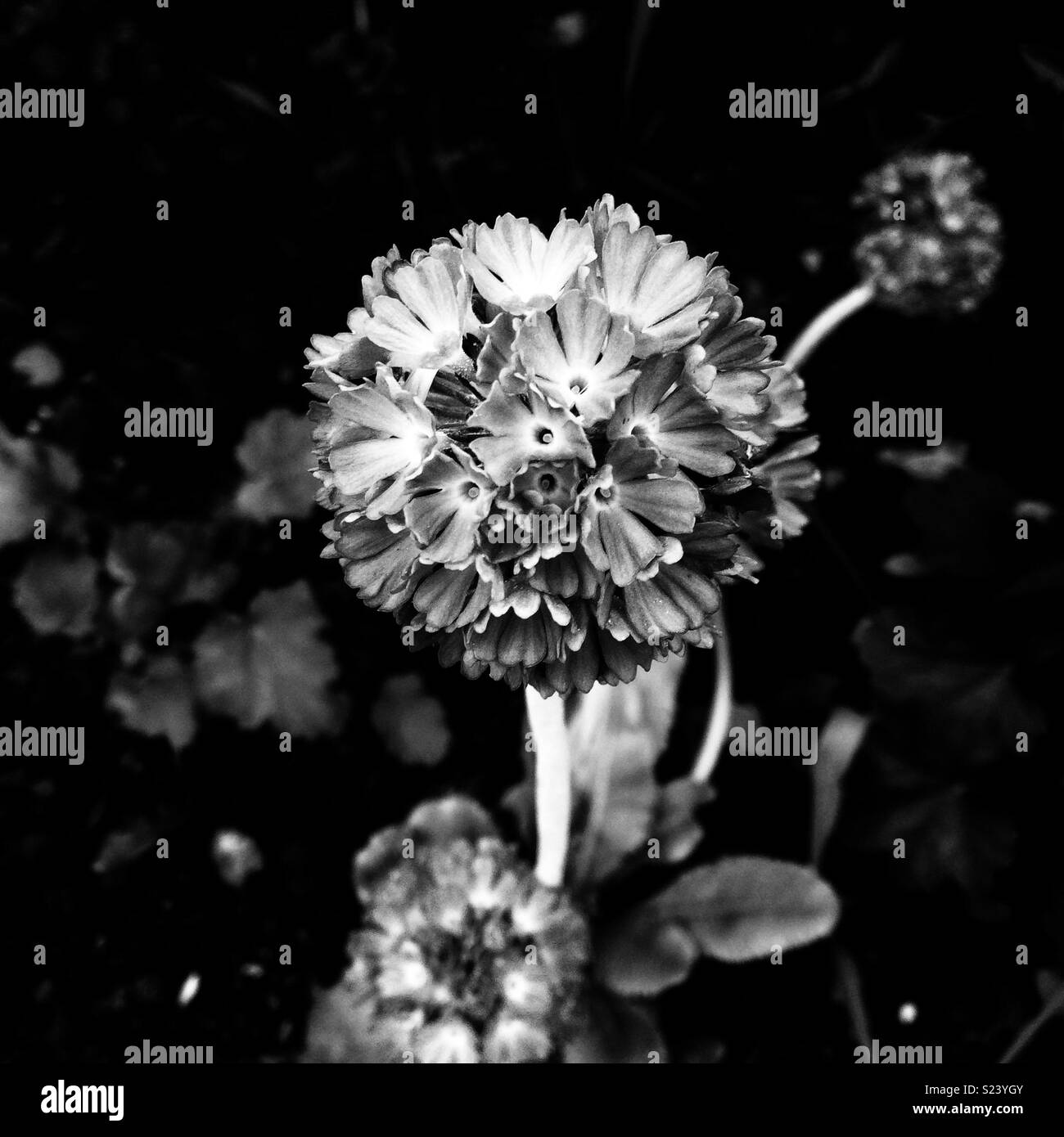Beautiful spring flower Black and White Stock Photos & Images - Alamy