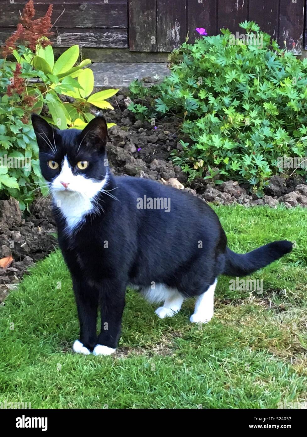 Cat in the garden Stock Photo Alamy