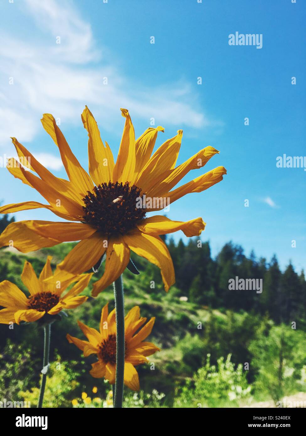 Yellow wildflowers with tree covered hillside in the background on a sunny spring day with blue sky above. Space for copy. Stock Photo