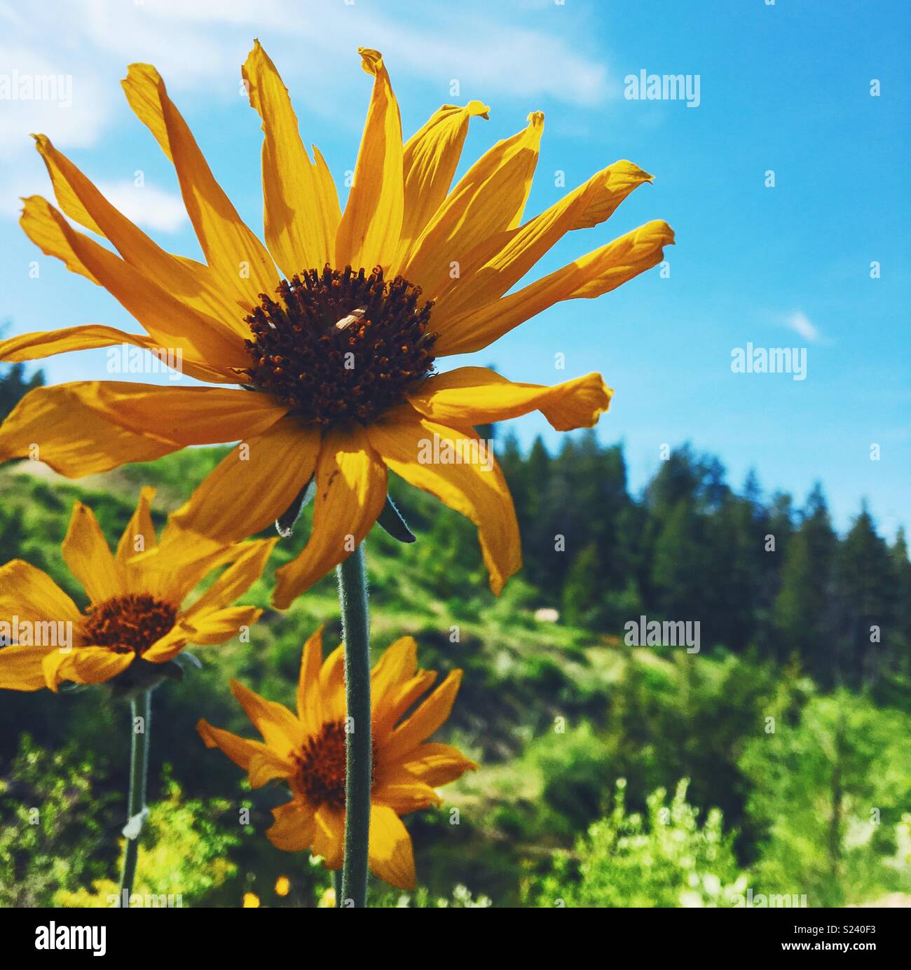 Yellow wildflowers on a spring day. Square crop. - Smartphone Captured Stock Image