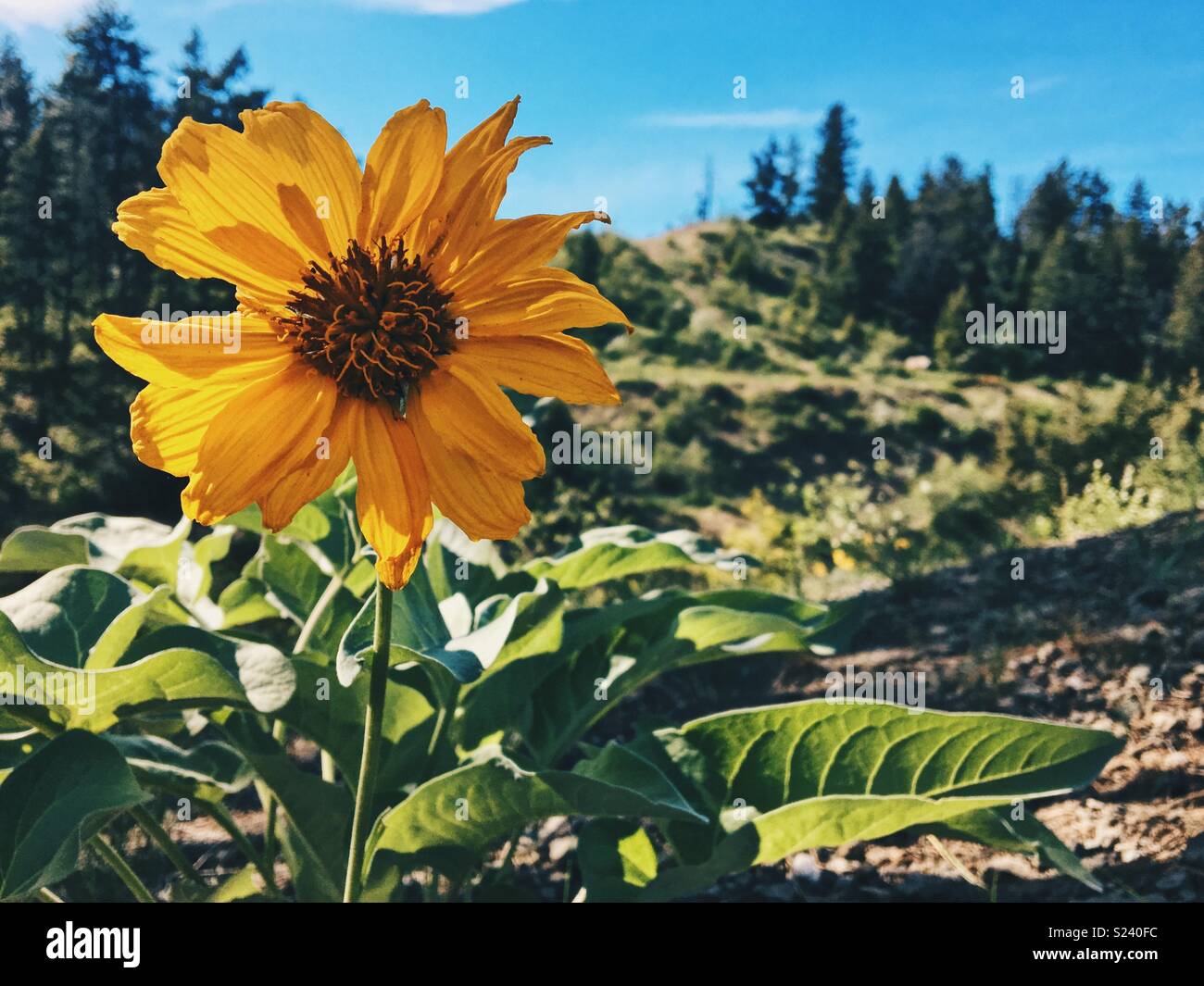 Arrowleaf Balsamroot flower with spring landscape on a sunny day. May 2018. - Smartphone Captured Stock Image