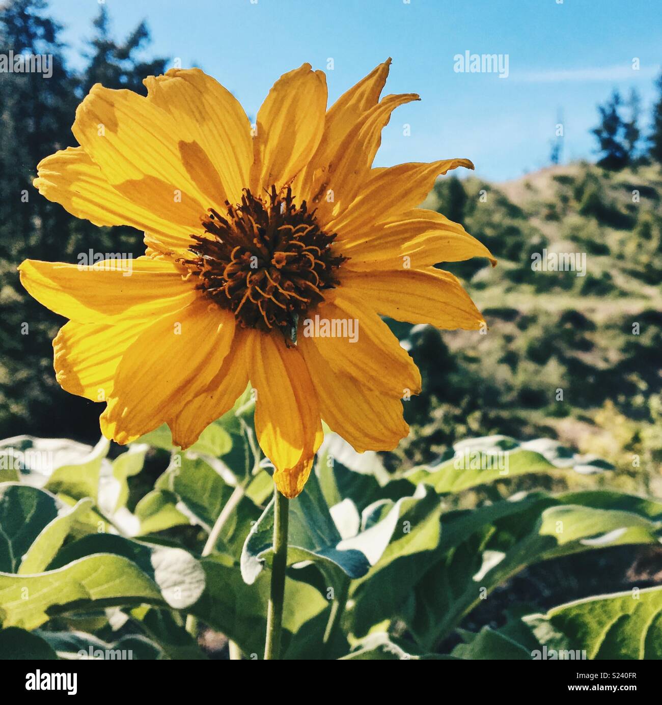 Close up of a yellow Arrowleaf Balsamroot wild flower. Square crop. - Smartphone Captured Stock Image